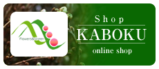 shop KABOKU